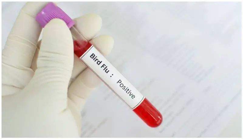 കേരളത്തിൽ വീണ്ടും പക്ഷിപ്പനി സ്ഥിരീകരിച്ചു