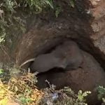 തൃശൂരില് കിണറ്റില് വീണ കാട്ടാന ചരിഞ്ഞു