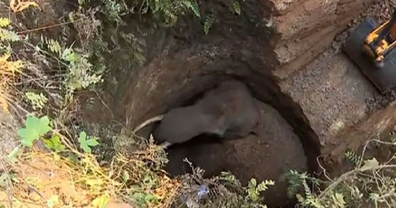 തൃശൂരില്‍ കിണറ്റില്‍ വീണ കാട്ടാന ചരിഞ്ഞു