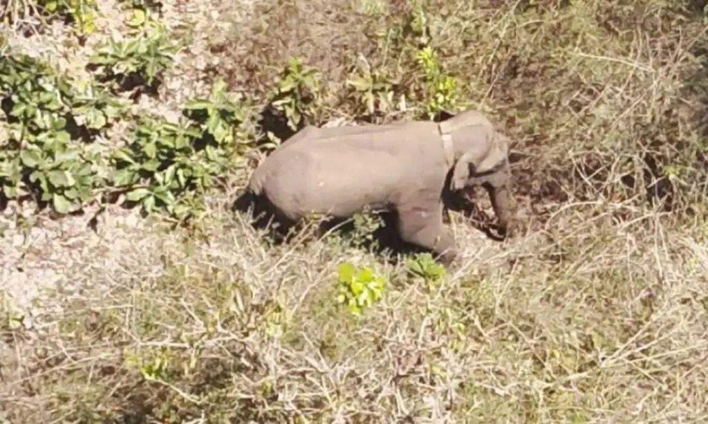 കാട്ടാന ആക്രമണത്തിൽ ഗൂഡല്ലൂരിൽ യുവാവിന് ദാരുണാന്ത്യം