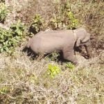 ട്രെയിനിടിച്ച്‌ കാട്ടാനയ്ക്ക് പരുക്ക്