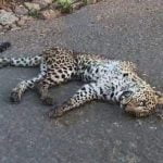 റോഡിന് നടുവില്‍ പുലിയെ ചത്ത നിലയില്‍ കണ്ടെത്തി