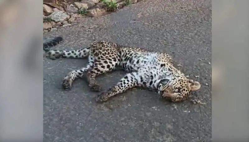 റോഡിന് നടുവില്‍ പുലിയെ ചത്ത നിലയില്‍ കണ്ടെത്തി