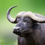 പോത്തിന്റെ ആക്രമണത്തില് വയോധികന് മരിച്ചു