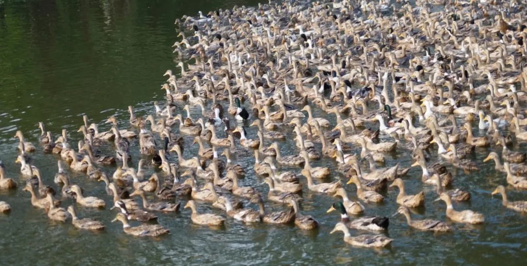 ആലപ്പുഴ ജില്ലയിൽ രണ്ടിടത്തുകൂടി പക്ഷിപ്പനി എന്ന് സംശയം; ഇറച്ചി, മുട്ട വില്പനയ്ക്ക് നിരോധനം ഏപ്രിൽ 26 വരെ തുടരും