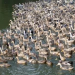 ആലപ്പുഴ ജില്ലയിൽ രണ്ടിടത്തുകൂടി പക്ഷിപ്പനി എന്ന് സംശയം; ഇറച്ചി, മുട്ട വില്പനയ്ക്ക് നിരോധനം ഏപ്രിൽ 26 വരെ തുടരും