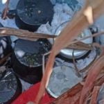 കണ്ണൂരിൽ സ്വകാര്യ വ്യക്തിയുടെ പാടത്ത് ഉഗ്രശേഷിയുള്ള 9 ബോംബുകള്‍ കണ്ടെത്തി