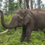 ബൈക്കില്‍ യാത്ര ചെയ്യുന്നതിനിടെ കാട്ടാന ആക്രമിച്ചു; 18 കാരന് ദാരുണാന്ത്യം