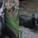 കോതമംഗലത്ത് കാട്ടാന കിണറ്റിൽ വീണു