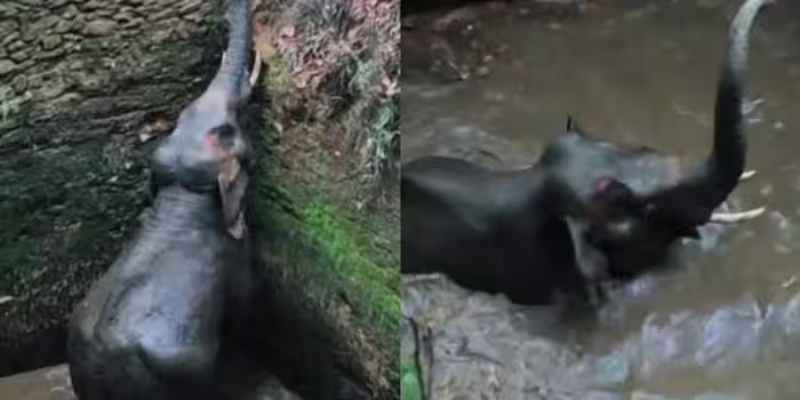 കോതമംഗലത്ത് കാട്ടാന കിണറ്റിൽ വീണു