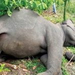 കർണാടകയിലെ ജലക്ഷാമം; നിർജലീകരണത്തെ തുടർന്ന് രണ്ട് ആനകൾ ചെരിഞ്ഞു