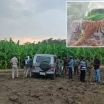 കടുവയുടെ ആക്രമണത്തിൽ കർഷകന് പരുക്ക്