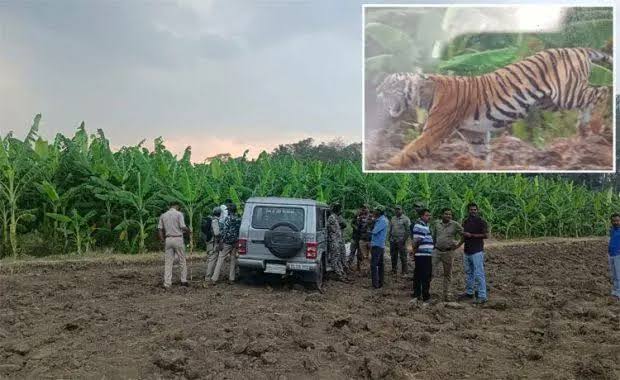 കടുവയുടെ ആക്രമണത്തിൽ കർഷകന് പരുക്ക്