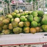 ബെംഗളൂരുവിൽ ഇളനീർ വില വർധിക്കുന്നു