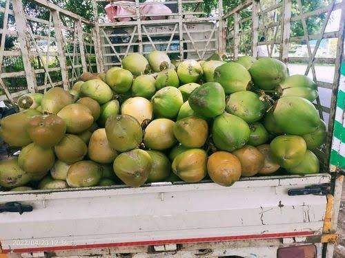 ബെംഗളൂരുവിൽ ഇളനീർ വില വർധിക്കുന്നു