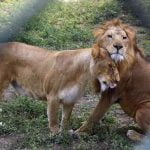 അക്ബറിന്റെയും സീതയുടെയും പേര് മാറ്റി; സിംഹങ്ങള്‍ ഇനി സൂരജും തനയയും