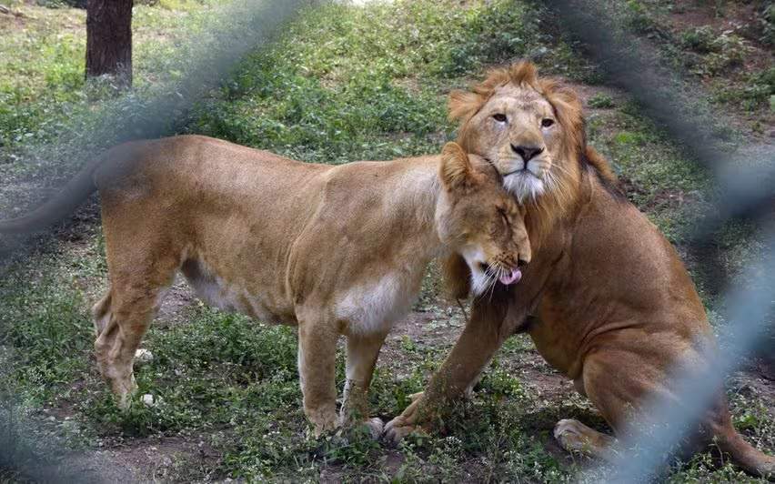 അക്ബറിന്റെയും സീതയുടെയും പേര് മാറ്റി; സിംഹങ്ങള്‍ ഇനി സൂരജും തനയയും