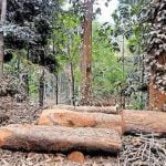 18 വനംവകുപ്പ് ഉദ്യോഗസ്ഥര്‍ക്ക് ഗുരുതരമായ പിഴവുകള്‍ പറ്റി; സുഗന്ധഗിരി വനം കൊള്ളയില്‍ അന്വേഷണ റിപ്പോര്‍ട്ട് പുറത്ത്