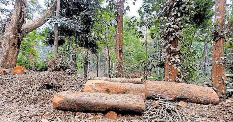 18 വനംവകുപ്പ് ഉദ്യോഗസ്ഥര്ക്ക് ഗുരുതരമായ പിഴവുകള് പറ്റി; സുഗന്ധഗിരി വനം കൊള്ളയില് അന്വേഷണ റിപ്പോര്ട്ട് പുറത്ത്