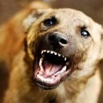 തെരുവ് നായ ആക്രമണം; ഏഴ് പേര്‍ക്ക് പരുക്കേറ്റു