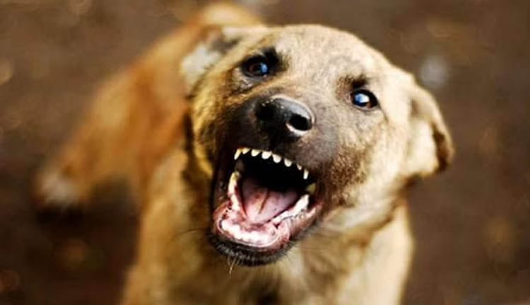 തെരുവ് നായ ആക്രമണം; ഏഴ് പേര്‍ക്ക് പരുക്കേറ്റു