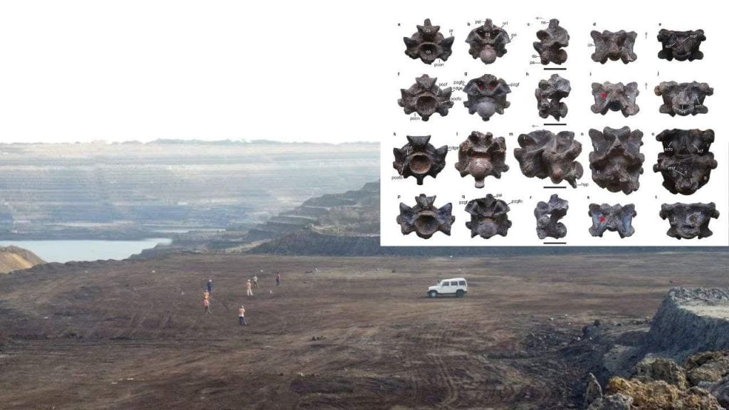 ലോകത്തിലെ ഏറ്റവും വലിയ പാമ്പിന്റെ ഫോസിൽ ഇന്ത്യയിൽ കണ്ടെത്തി