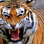 നരഭോജി കടുവക്കായി തിരച്ചില്‍ തുടരുന്നു; മദാരിക്കുണ്ടില്‍ പുതിയ കൂട് സ്ഥാപിച്ചു