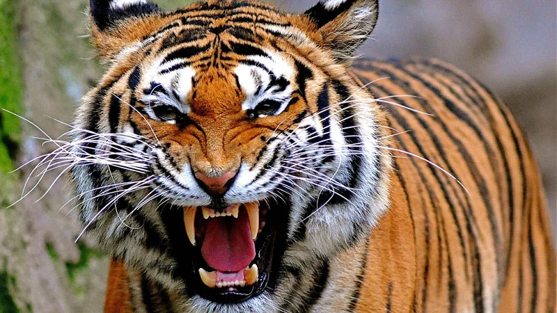 കുടകിൽ ജനവാസ മേഖലയില്‍ കടുവ; പശുവിനെ ആക്രമിച്ച് കൊന്നു