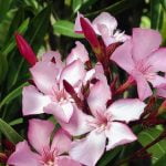 ക്ഷേത്രങ്ങളിൽ പ്രസാദത്തിലും നിവേദ്യത്തിലും അരളിപ്പൂ നിരോധിച്ചു