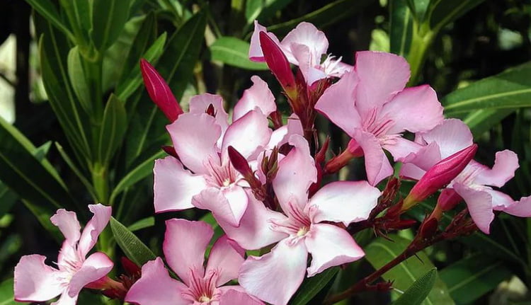 ക്ഷേത്രങ്ങളിൽ പ്രസാദത്തിലും നിവേദ്യത്തിലും അരളിപ്പൂ നിരോധിച്ചു