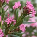 അരളി കഴിച്ച് ആറ് പശുക്കള് ചത്തു