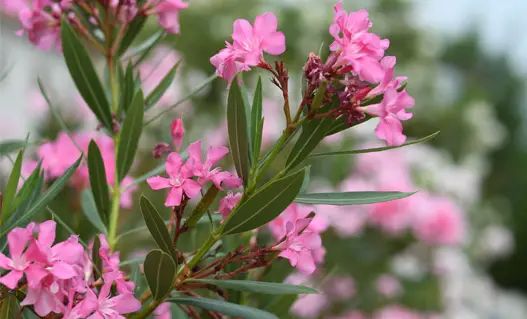 അരളി കഴിച്ച് ആറ് പശുക്കള് ചത്തു