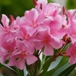 തീറ്റയ്‌ക്കൊപ്പം അബദ്ധത്തില്‍ അരളി ചെടിയുടെ ഇല നല്‍കി; പശുവും കിടാവും ചത്തു