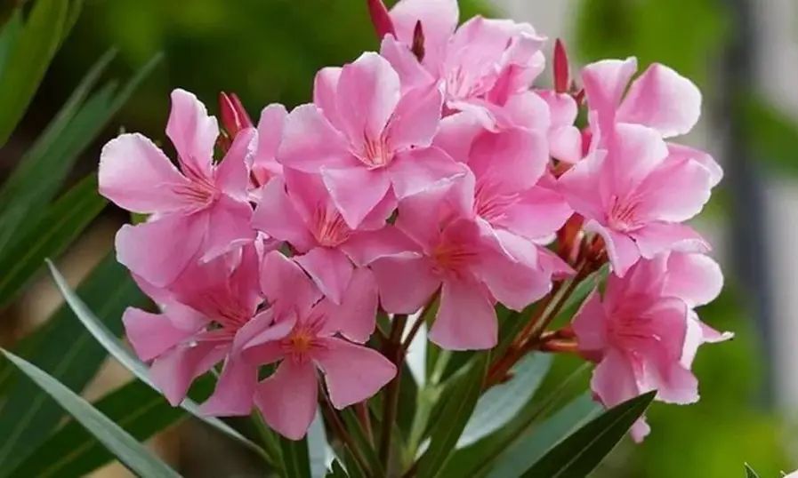 തീറ്റയ്ക്കൊപ്പം അബദ്ധത്തില് അരളി ചെടിയുടെ ഇല നല്കി; പശുവും കിടാവും ചത്തു