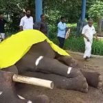 ഗുരുവായൂര്‍ ദേവസ്വം ബോര്‍ഡിന്റെ കൊമ്പനാന മുകുന്ദന്‍ ചരിഞ്ഞു