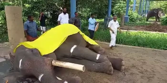 ഗുരുവായൂര് ദേവസ്വം ബോര്ഡിന്റെ കൊമ്പനാന മുകുന്ദന് ചരിഞ്ഞു