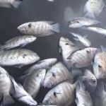 കൊച്ചിയില് വീണ്ടും മീനുകള് ചത്തു പൊങ്ങി; അരക്കോടി രൂപയുടെ നഷ്ടം