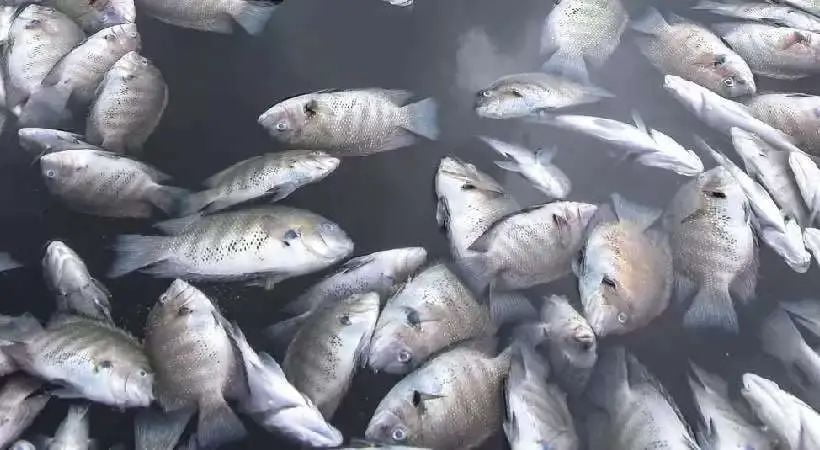 കൊച്ചിയില് വീണ്ടും മീനുകള് ചത്തു പൊങ്ങി; അരക്കോടി രൂപയുടെ നഷ്ടം