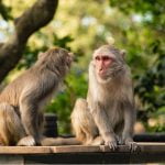 കുരങ്ങുപനി ബാധിച്ച് അഞ്ച് വയസുകാരി മരിച്ചു