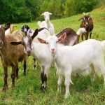 കാട്ടുനായ്ക്കള് 40 ആടുകളെ കടിച്ചുകൊന്നു