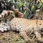 ആന്തരിക രക്തസ്രാവവും ഹൃദയാഘാതവും മരണകാരണം; കമ്പിവേലിയില്‍ കുടുങ്ങിയ പുലിയുടെ പോസ്റ്റുമോര്‍ട്ടം റിപ്പോര്‍ട്ട് പുറത്ത്