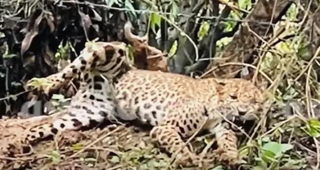 പാലക്കാട് സ്വകാര്യവ്യക്തിയുടെ തോട്ടത്തില്‍ പുള്ളിപ്പുലിയെ ചത്തനിലയില്‍ കണ്ടെത്തി