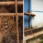 അടച്ചിട്ട വീട്ടില്‍ പുള്ളിപ്പുലി കുടുങ്ങി