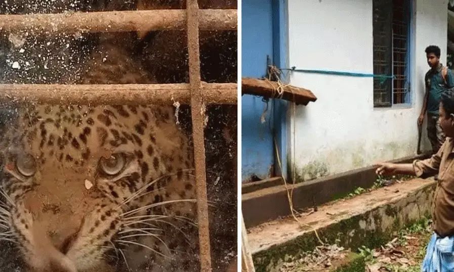 അടച്ചിട്ട വീട്ടില് പുള്ളിപ്പുലി കുടുങ്ങി