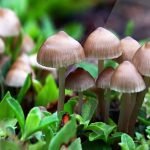 കൂണ്‍ കഴിച്ച്‌ ഒരു കുടുംബത്തിലെ 4 പേര്‍ക്ക് ഭക്ഷ്യവിഷബാധയേറ്റു