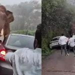 മൂന്നാറില്‍ വാഹനങ്ങള്‍ക്ക് നേരെ പടയപ്പയുടെ പരാക്രമണം