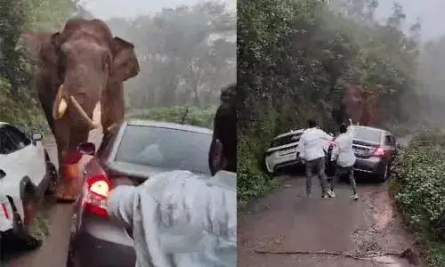 മൂന്നാറില് വാഹനങ്ങള്ക്ക് നേരെ പടയപ്പയുടെ പരാക്രമണം