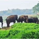 മദ്ദൂരിലെ ജനവാസമേഖലയിലിറങ്ങി കാട്ടാനക്കൂട്ടം