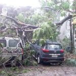 നാല് ദിവസത്തെ മഴ; കടപുഴകി വീണത് ഇരുന്നൂറോളം മരങ്ങൾ