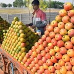 വിലയിലെ വർധന; മാമ്പഴ വിൽപനയിൽ ഇടിവ്